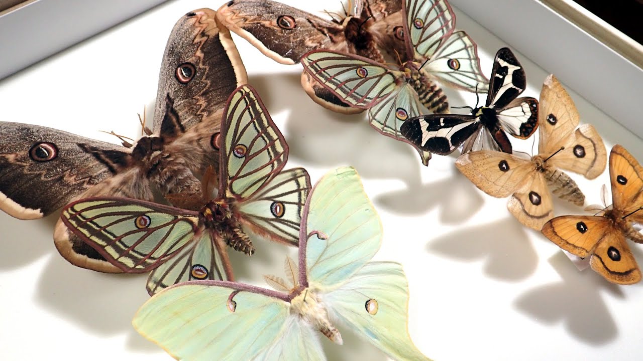 海外の蛾】蛾の標本を買ってきた！@大宮インフェス2020【昆虫標本