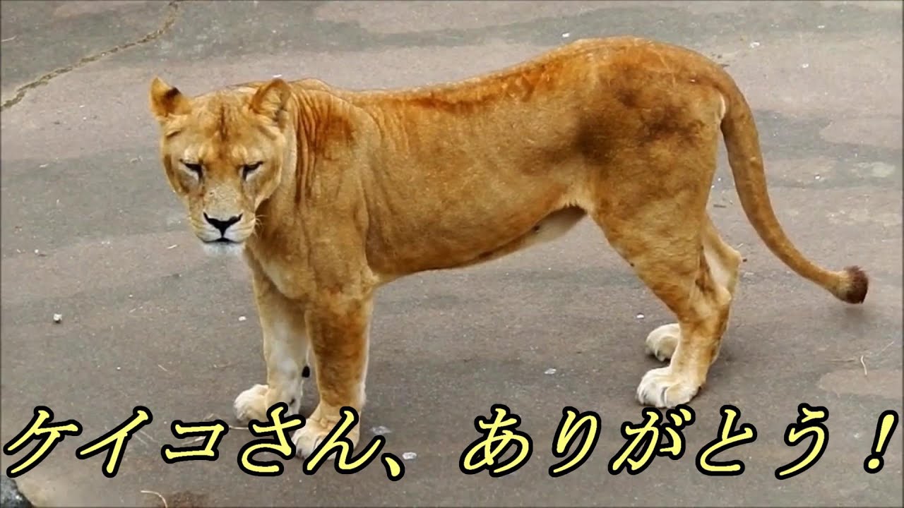 ケイコさん、ありがとう！ Keiko is forever！ Lion (ライオン) 多摩