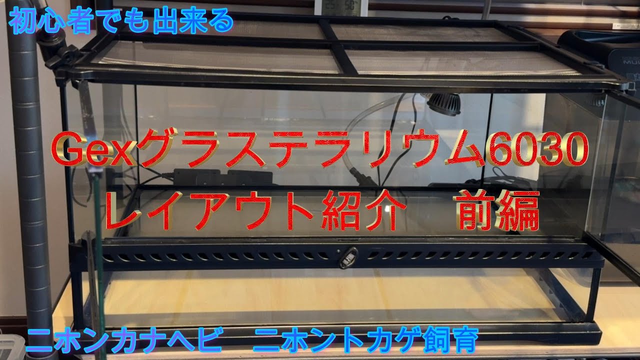 GEXグラステラリウム6030レイアウト紹介前編 ニホンカナヘビと