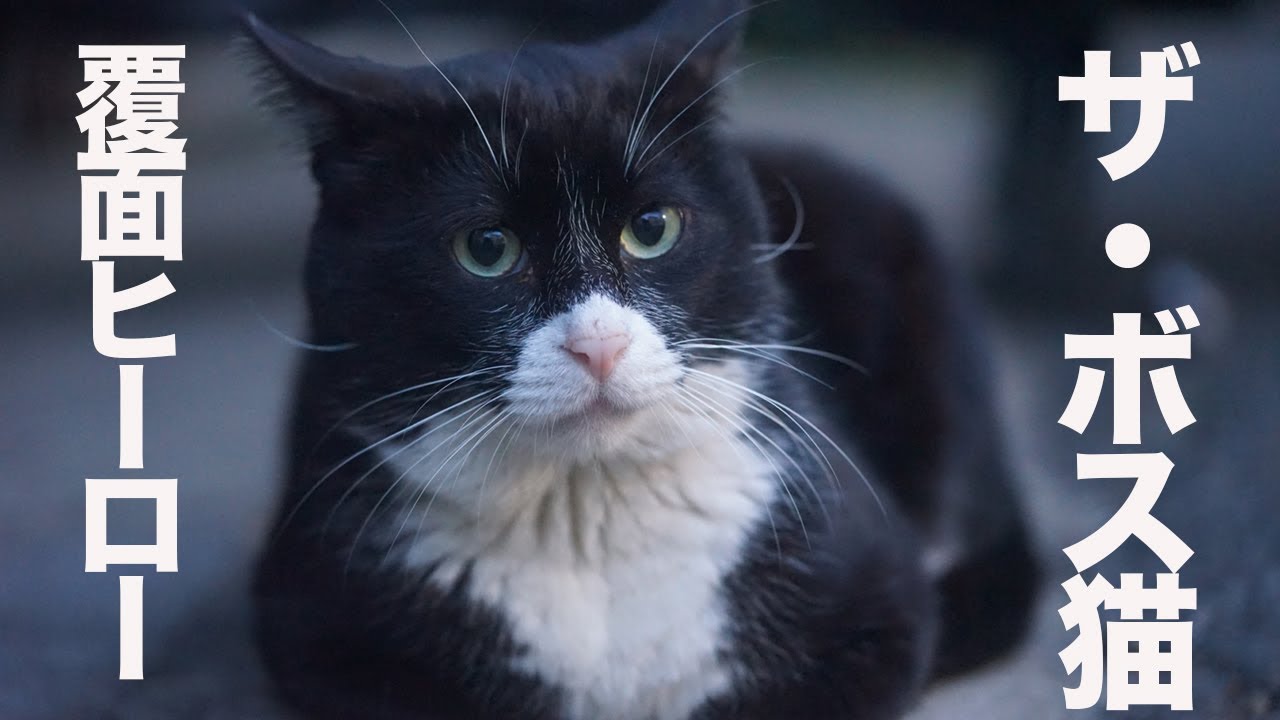 最強野良猫列伝・黒覆面の重鎮猫、チート能力で猫社会を無双する The