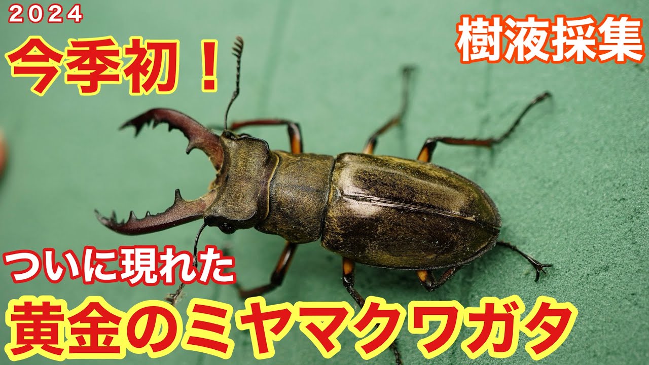 2024】採れた！発生初期だけ見る事のできる黄金のミヤマクワガタ
