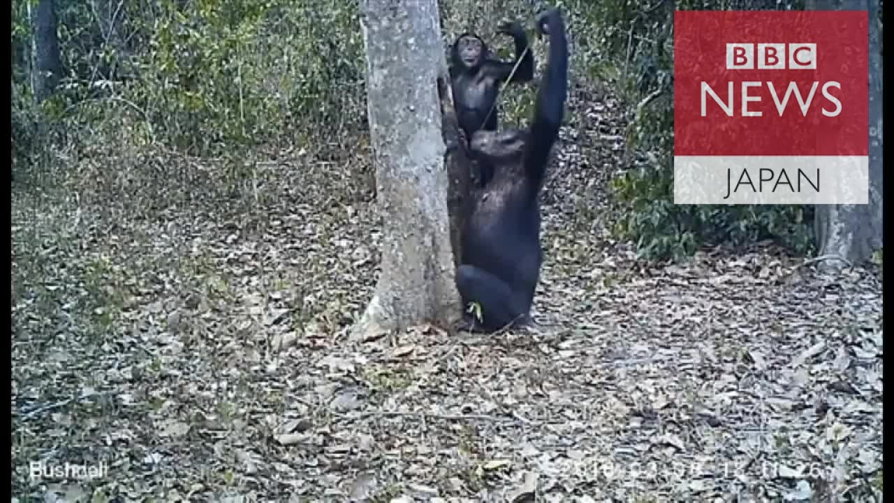 野生チンパンジーの飲みっぷり 自分で道具を工夫 - YouTube