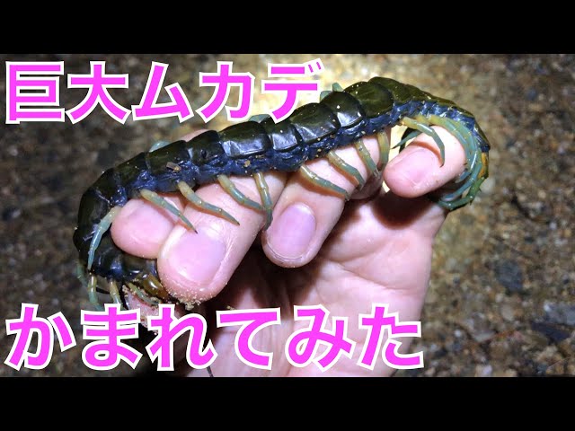 I tried to catch a new species of giant centipede with my bare