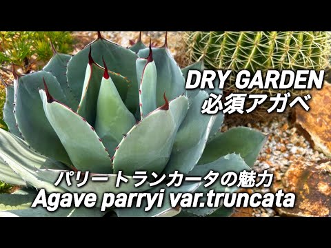 アガベ・パリー トランカータ】ドライガーデンに植えたいアガベNo1？の