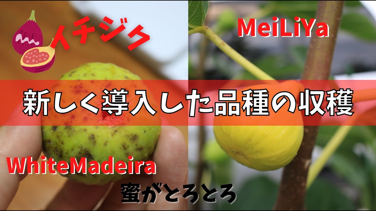 イチジク】新しく導入した品種を収穫しました。MeiLiYaにWhitemadeira
