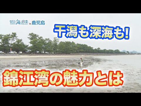 わがまちの海自慢 干潟も深海もある錦江湾 日本財団 海と日本PROJECT
