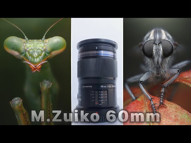 Olympus M.Zuiko Digital ED 60mm f2.8 Macro Lens Review - YouTube