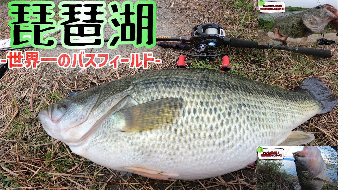 50アップ12連発！最長59㎝最重量4260gのビッグバスが釣れた2021年の