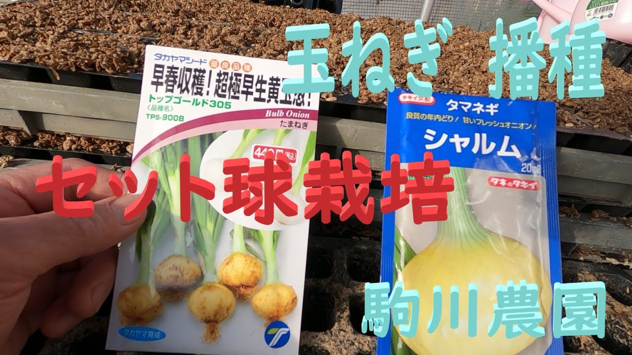 Onion bulb set cultivation, Top Gold 305 and Charm seeds, Komagawa