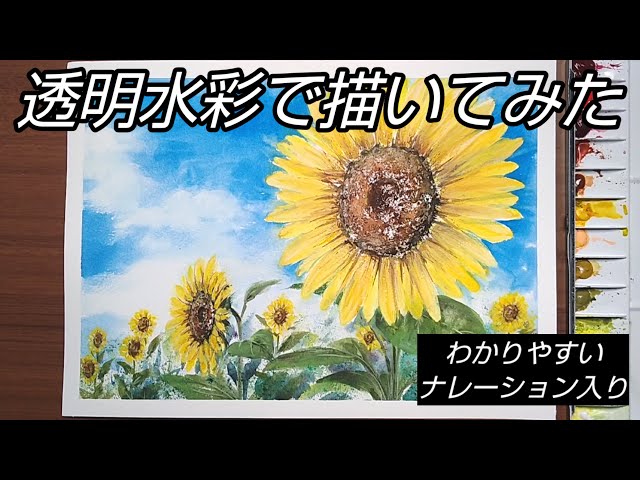 Watercolor painting]/How to draw a sunflower with transparent