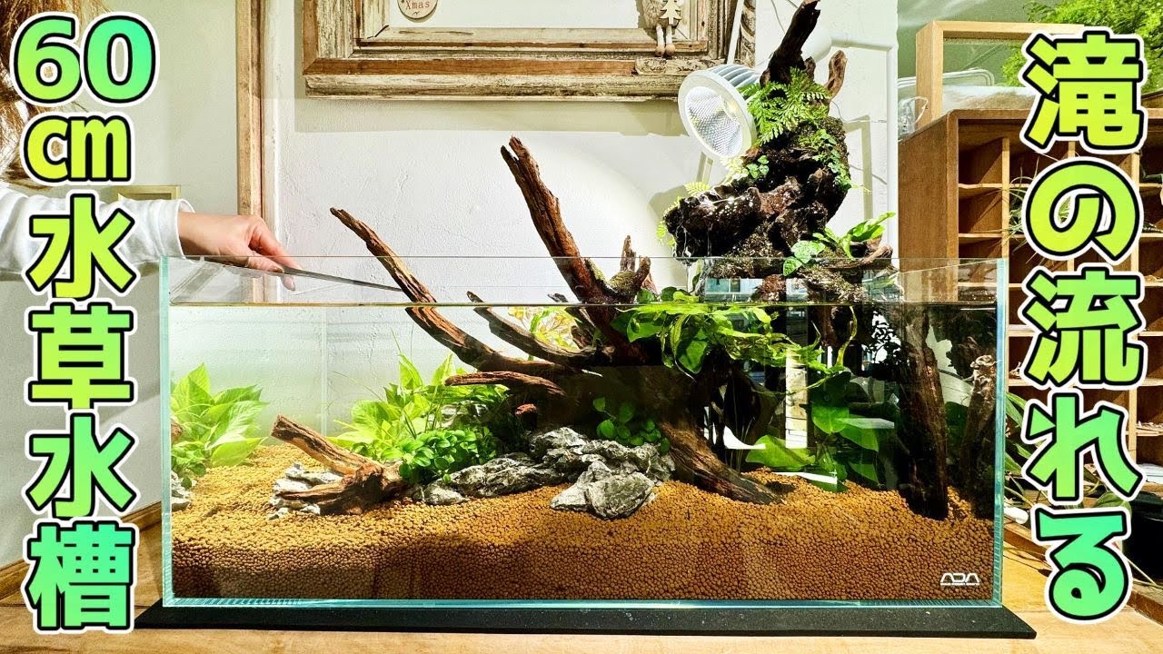 アクアテラリウム60cm レイアウト済み水槽一式