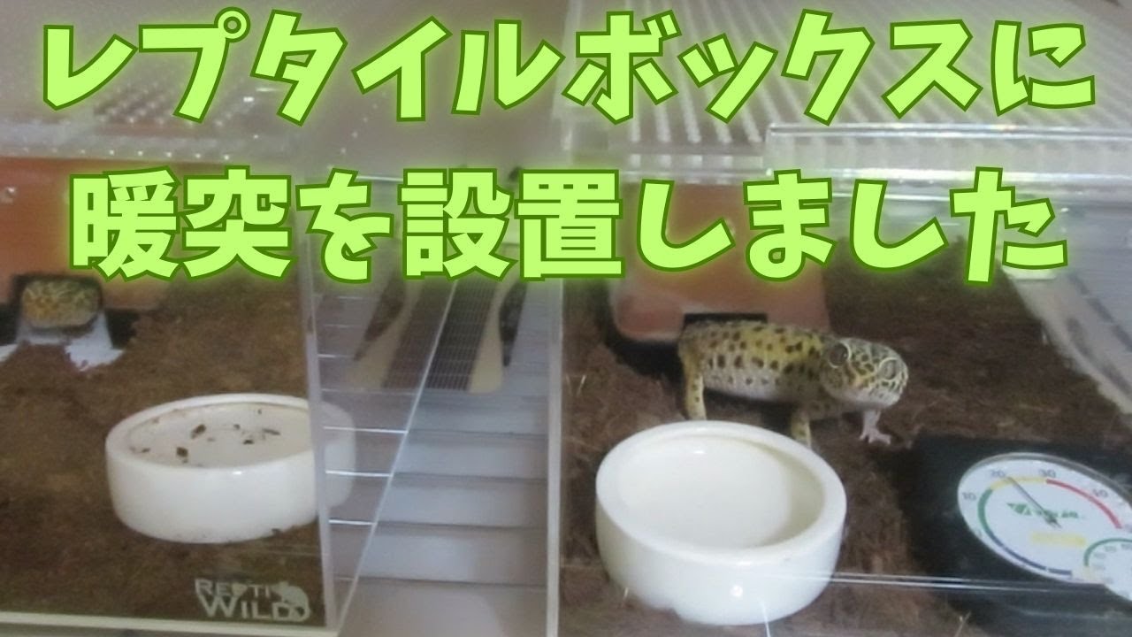 I installed a heater in the reptile box. Leopard Gecko Observation