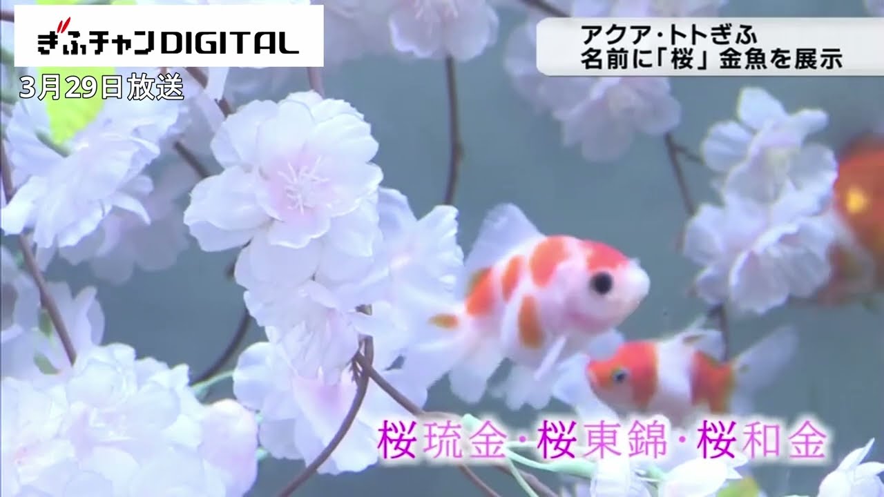 金魚ひらひら桜舞うよう 「桜」がつく金魚の企画展 岐阜県各務原市の