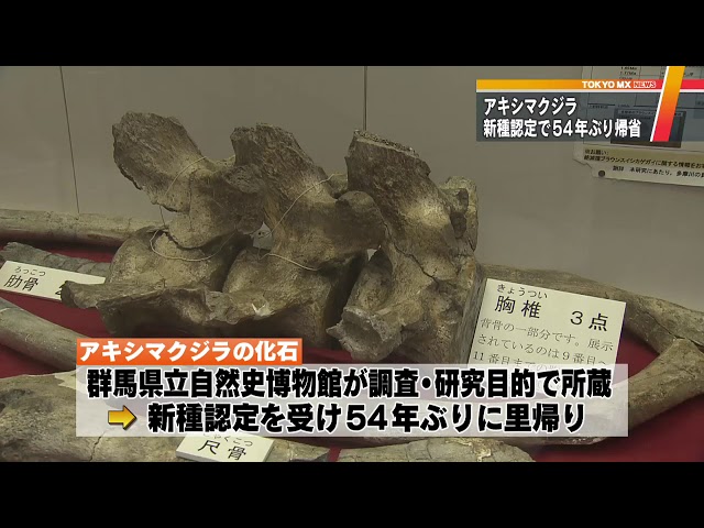 アキシマクジラの化石展示始まる - YouTube