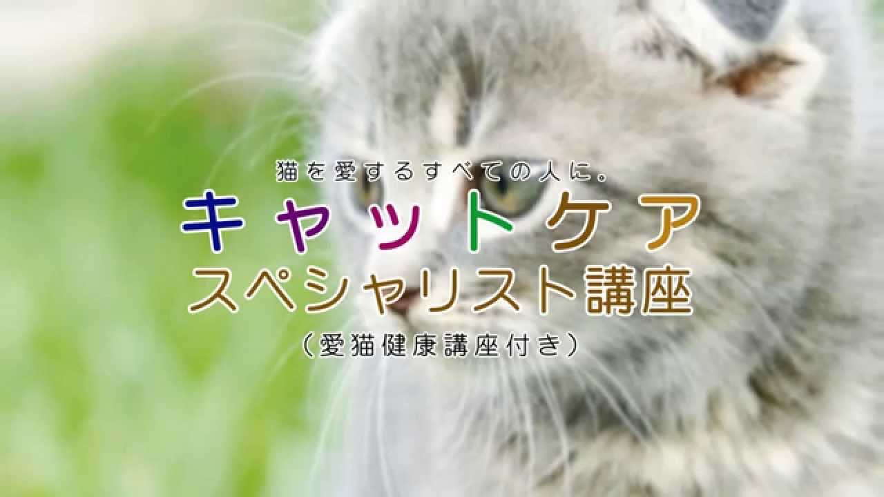 キャットケアスペシャリスト講座|通信教育講座で資格なら「ヒューマン
