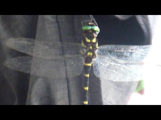 Golden Ringed Dragonfly at the Old Japanese Farm House! - YouTube