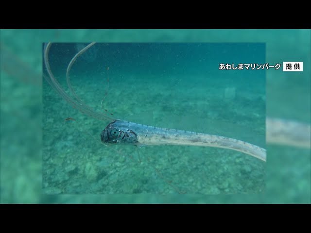 沼津市で珍しい深海魚“リュウグウノツカイ”見つかる - YouTube