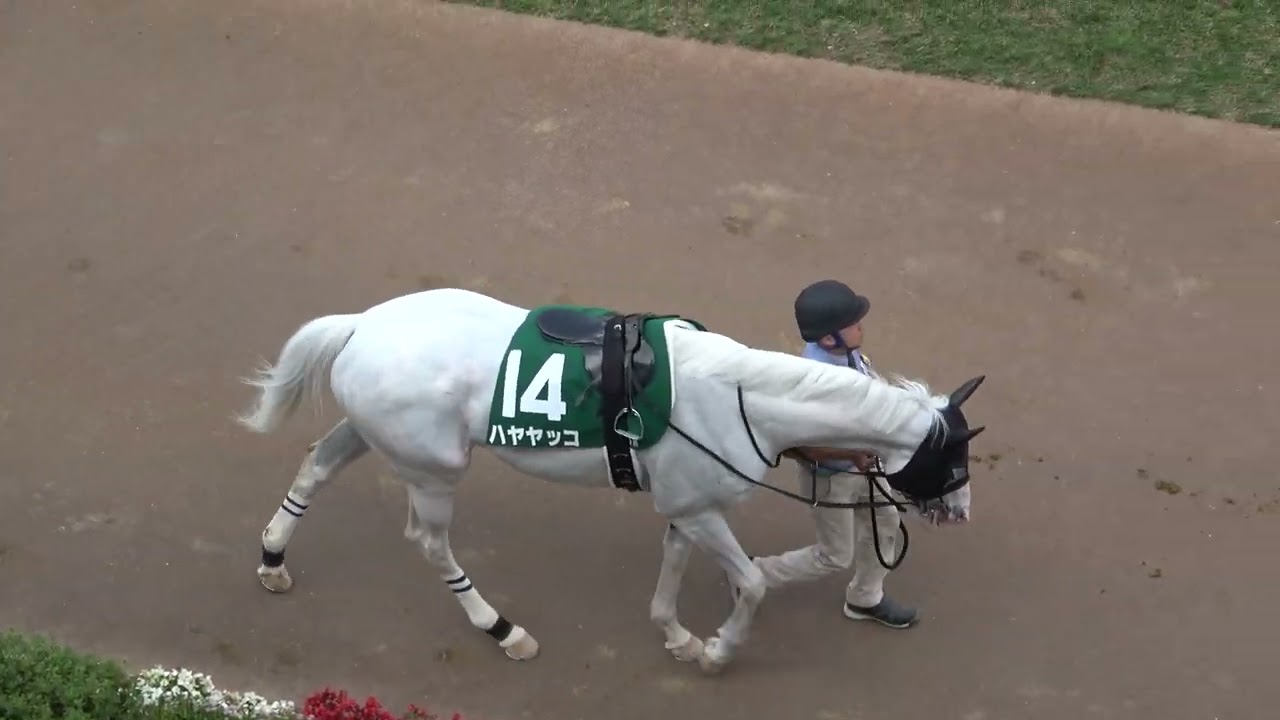 maxresdefault.jpg?sqp=-