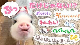 マイクロブタさんの意外な鳴き声特集🐽Micro pig's special feature on
