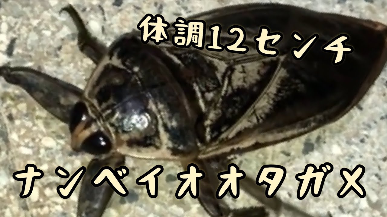 蟲神器】ナンベイオオタガメ(SR)の詳細【昆虫カード図鑑】