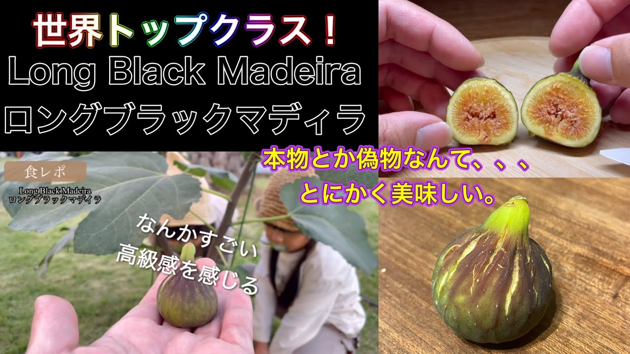 イチジク食レポ】激レア！Long Black Madeiraロングブラックマデイラ