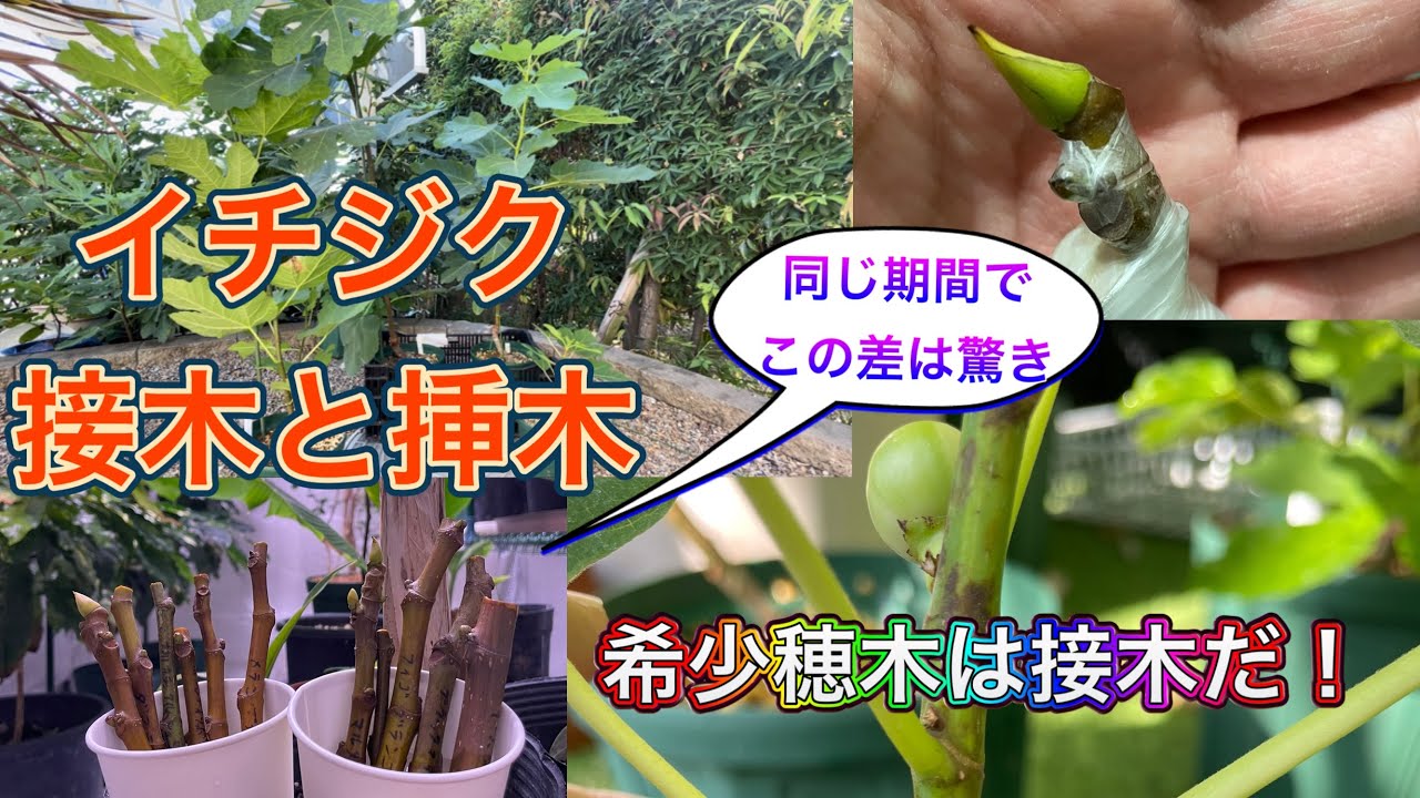 Fig Cultivation] Both grafting and cuttings from a single scion