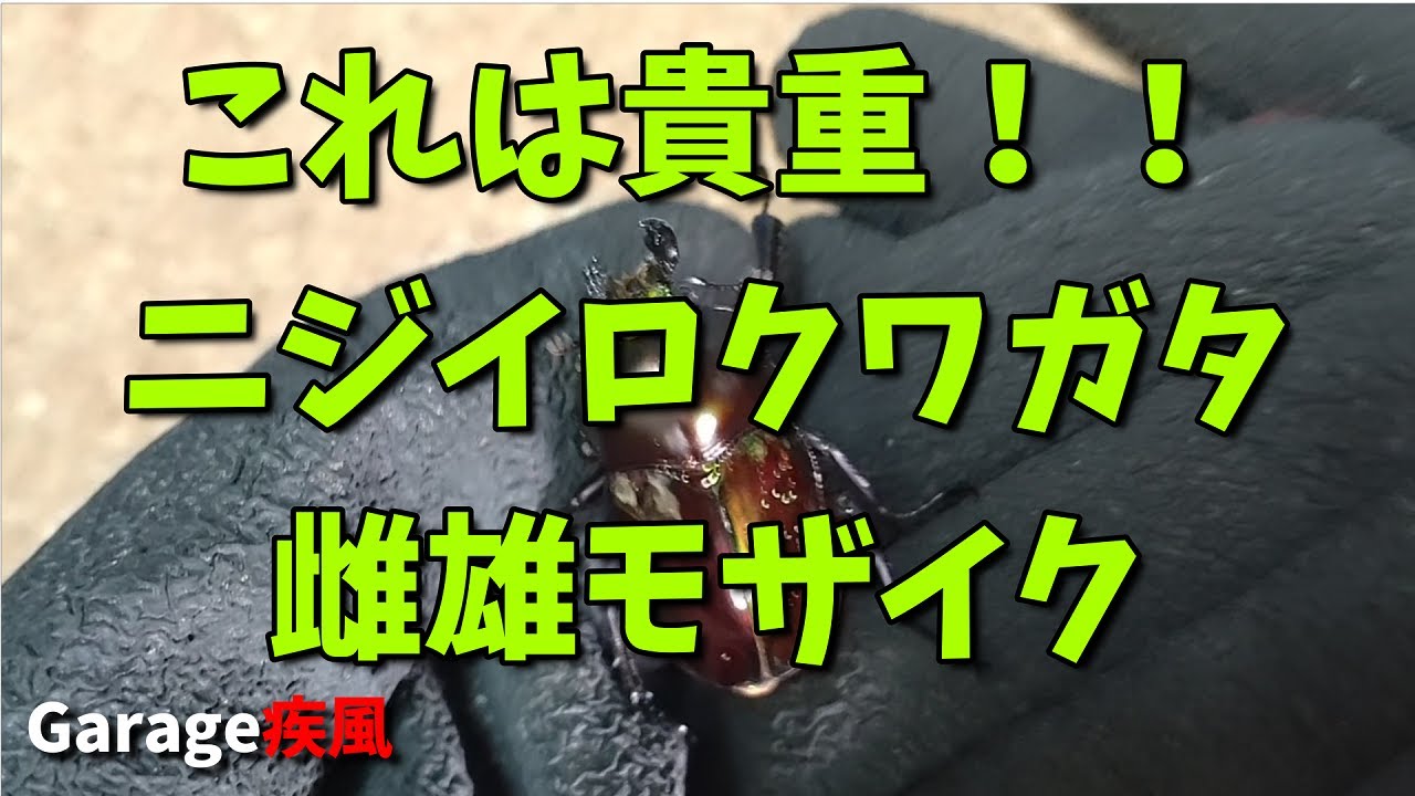 これは貴重！！ ニジイロクワガタ 雌雄モザイク - YouTube