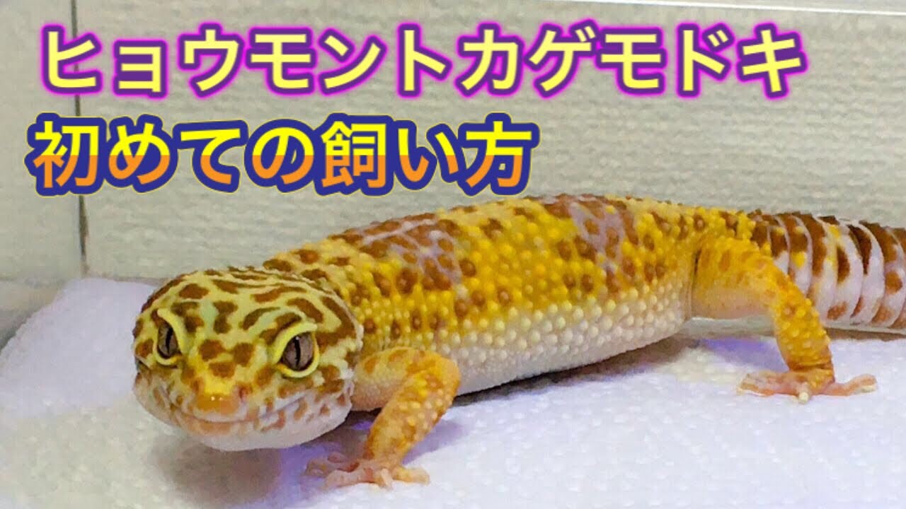 ヒョウモントカゲモドキ（レオパ）初心者のための飼育方法と飼育用品