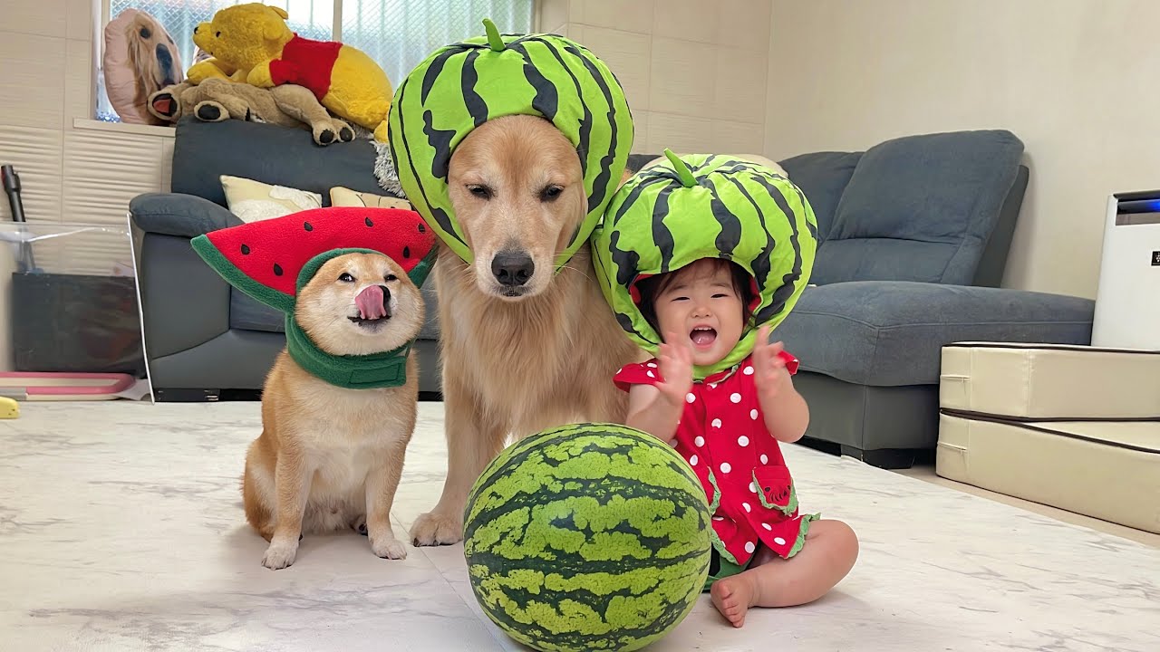 大好きなスイカを目の前にし色々な感情が溢れ出てしまう豆柴と