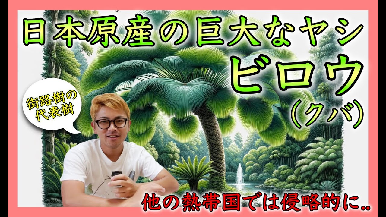 Tree Encyclopedia] The giant palm tree 