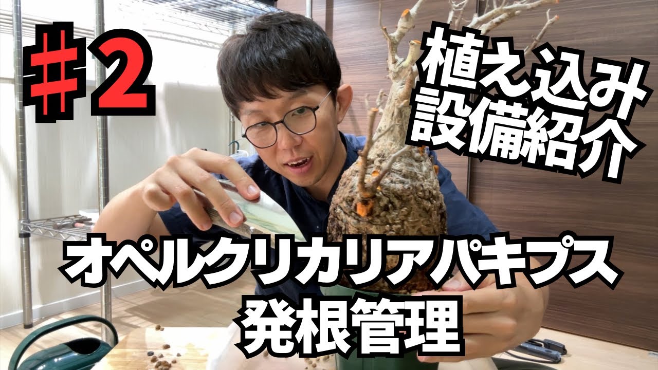 オペルクリカリアパキプス発根管理】植え込みと設備紹介！ - YouTube
