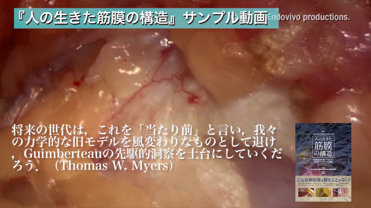 動画で見る『人の生きた筋膜の構造』 - YouTube