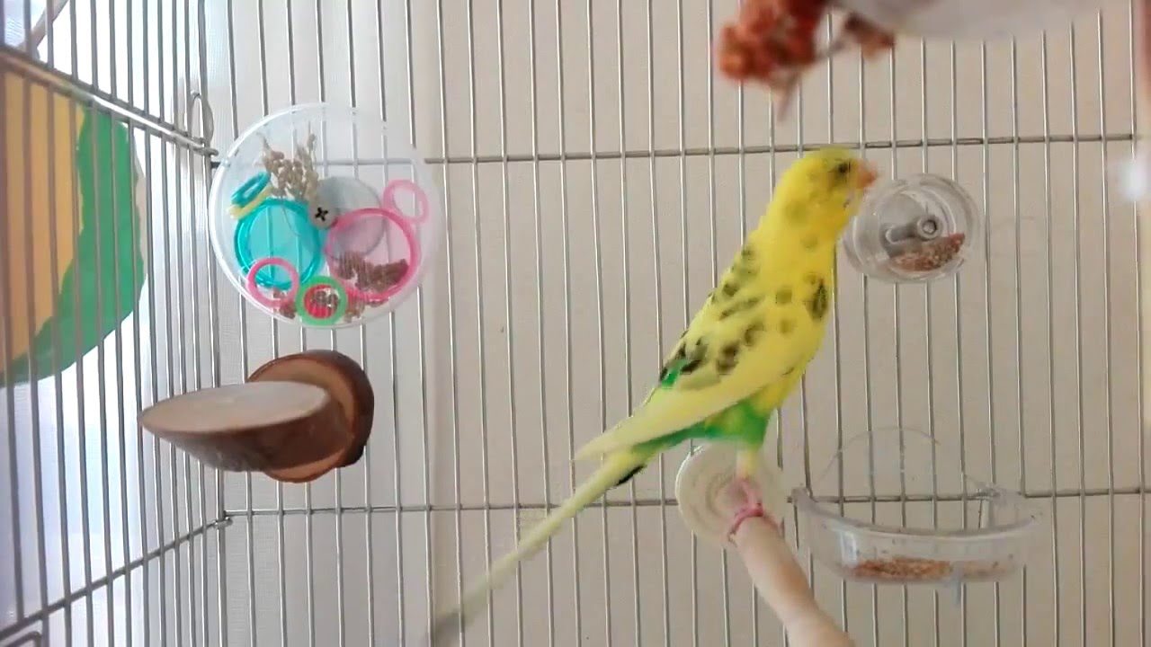 なち】フォージングスピン＋広浅バード食器mini おまとめ DearBird