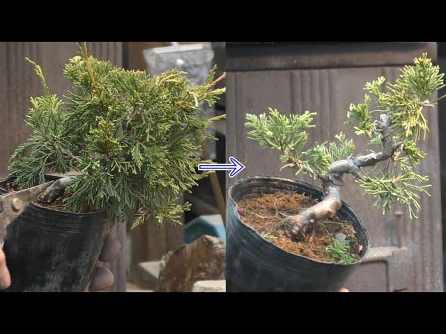 真柏の素材から模様木へ剪定 - YouTube