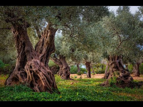 Chyi Yu-The Olive Tree / 橄榄树/ Gan Lan Shu. With Eng/Chinese