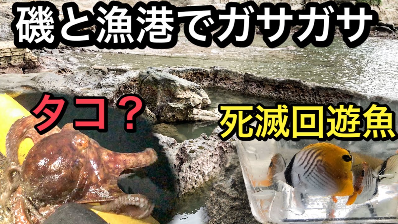 死滅回遊魚を求めて夜の漁港と磯でガサガサした結果がヤバイ！ - YouTube
