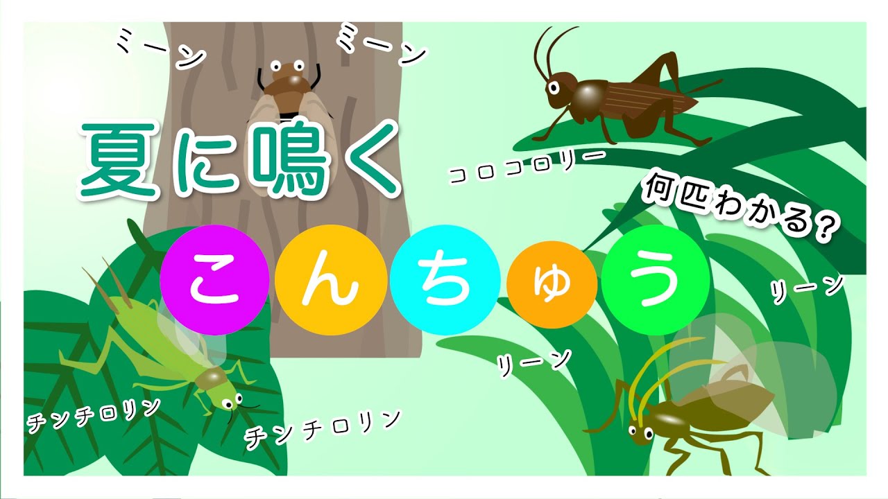 何匹わかるかな？】夏に鳴く昆虫♪ - YouTube