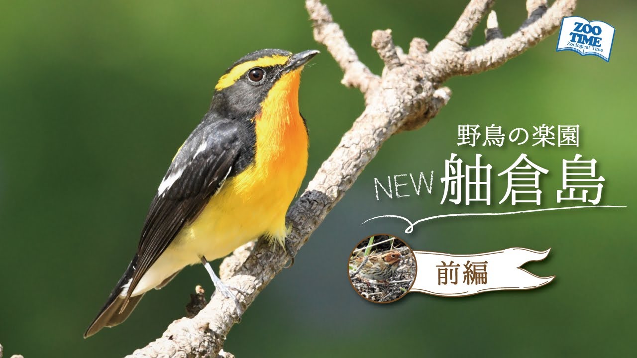㉖野鳥の楽園 舳倉島 前編】今年もやっぱり舳倉はすごかった！稀な旅鳥