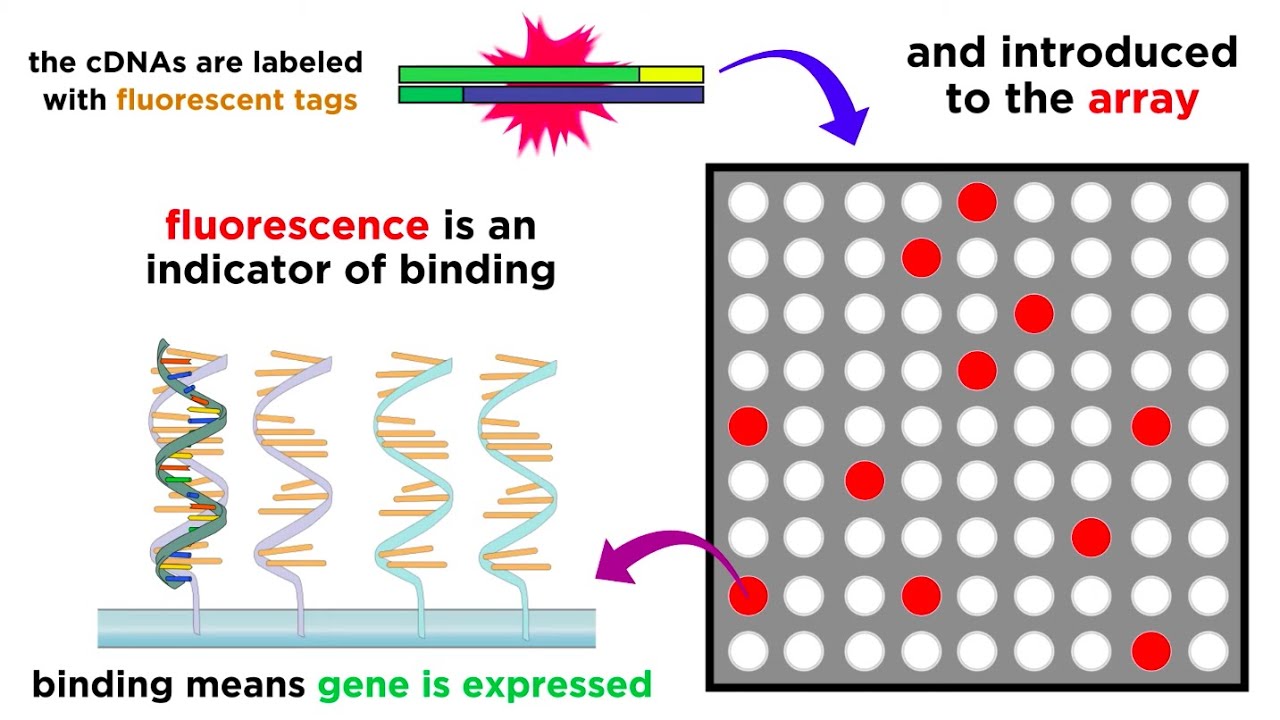 洋書】DNA MIcroarrays and Gene Expression 洋書】DNA MIcroarrays