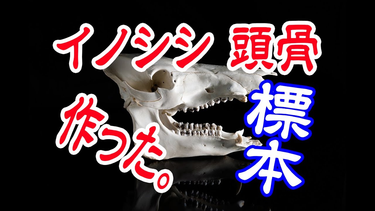 イノシシの頭骨標本作ったよ - その1 - YouTube