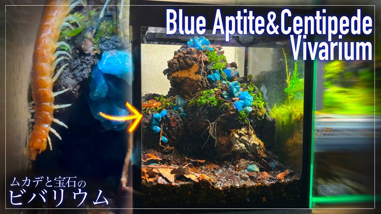 Building a Stunning Vivarium with a Blue Gem and a Beautiful