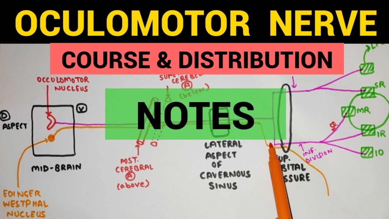 Oculomotor Nerve - 2 | Complete Notes - YouTube