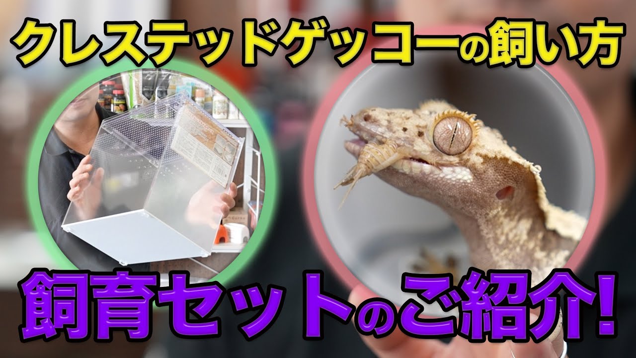 クレステッドゲッコーの飼育方法解説！】爬虫類倶楽部オリジナルの
