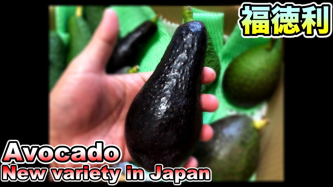 Ehime's new avocado variety! 