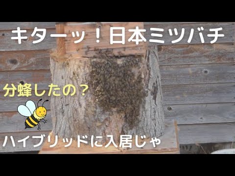 日本ミツバチ分蜂来た～！やっぱハイブリッド待ち箱じゃ - YouTube