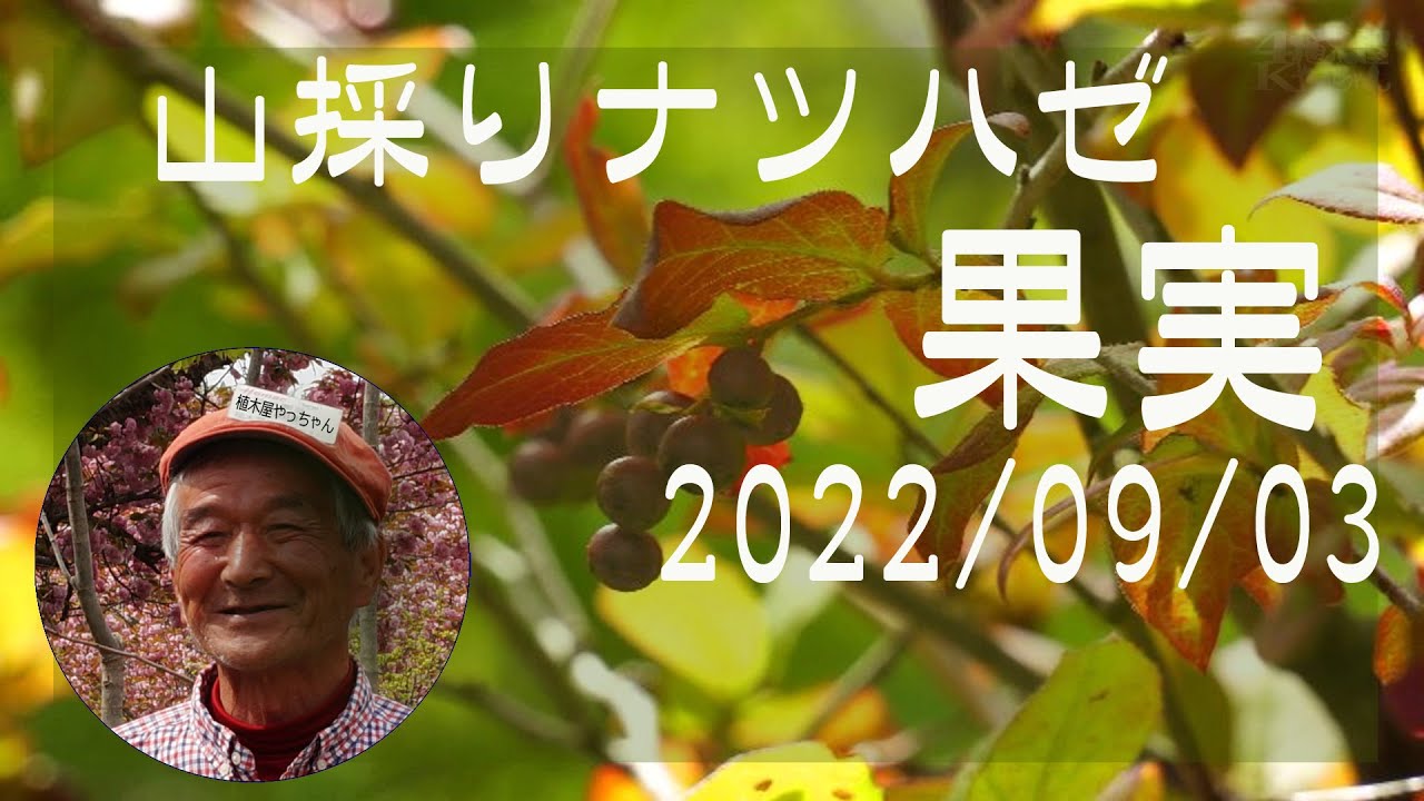 山採りナツハゼ果実 2022-2 - YouTube