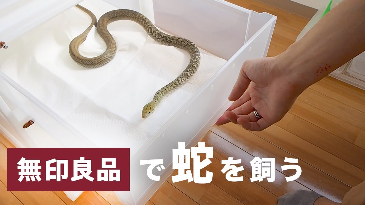 Muji's clothing case is perfect for keeping snakes - YouTube