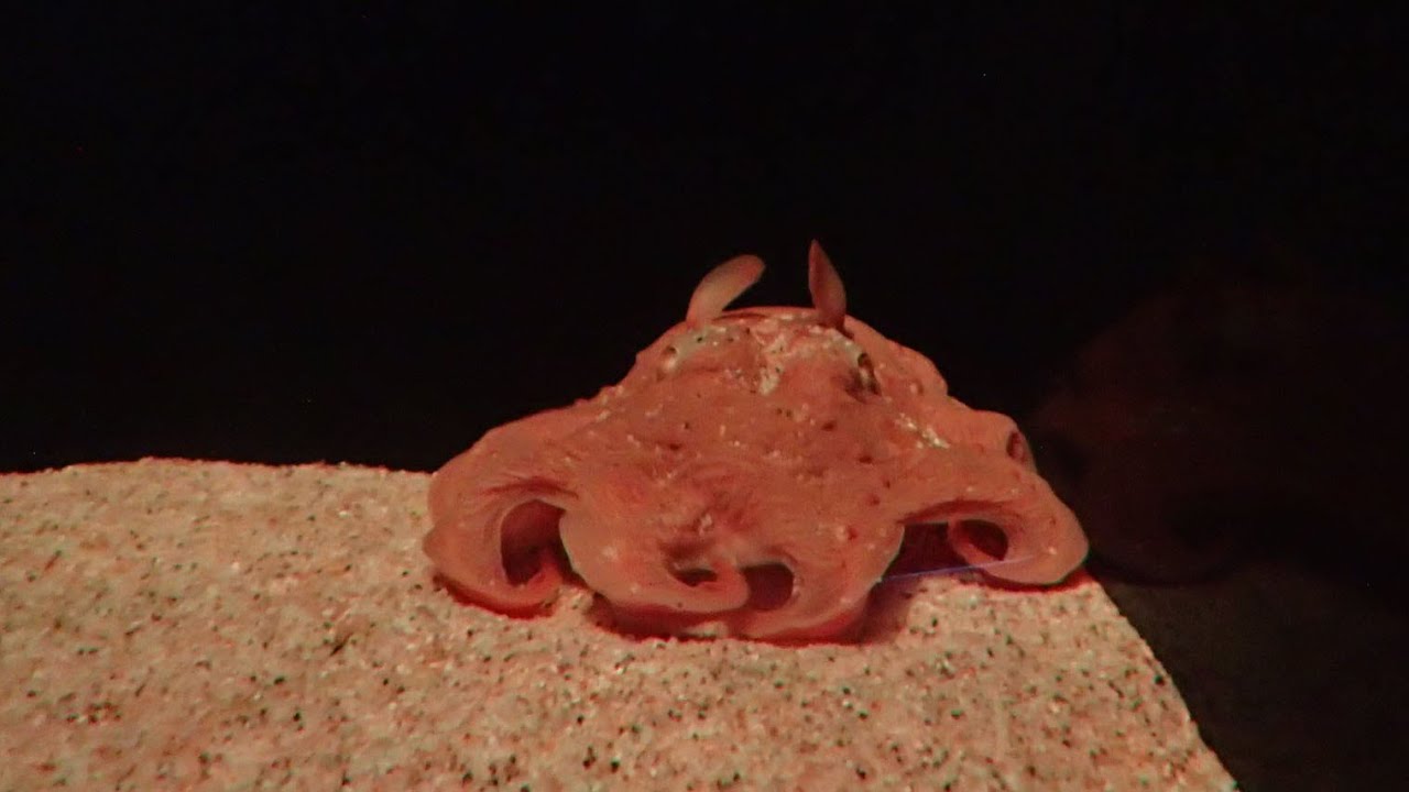 国内展示最長記録のメンダコ （サンシャイン水族館）Japanese pancake