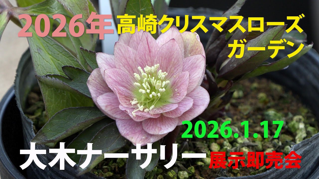 Takasaki Christmas Rose Garden 2026 - Oki Nursery Exhibition and