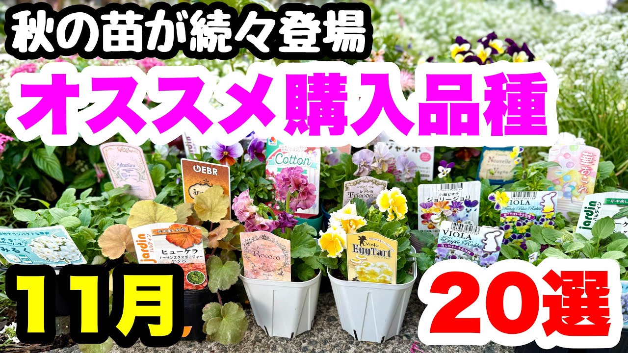◇November [Recommended seedlings to purchase in autumn